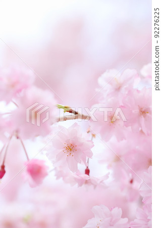 Close-up of double red weeping cherry blossoms in full bloom 92276225