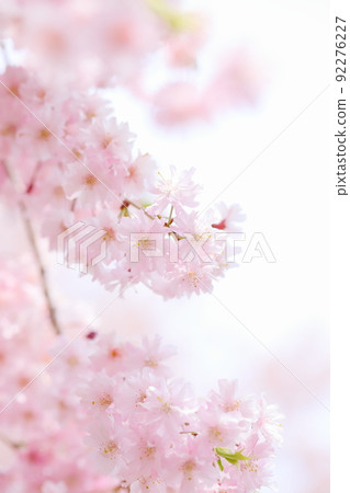 Close-up of double red weeping cherry blossoms in full bloom 92276227