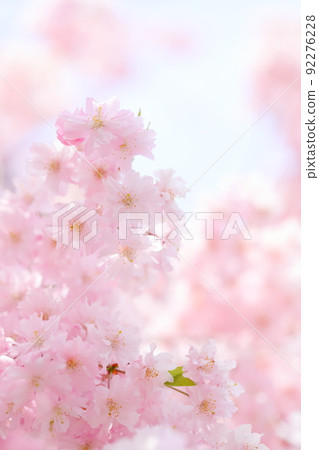 Close-up of double red weeping cherry blossoms in full bloom 92276228