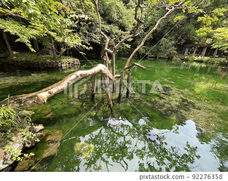 The bottom of the pond is also round, Izuruhara Benten Pond with high transparency, The bottom of the pond is also round, Izuruhara Benten Pond with high transparency, 92276358