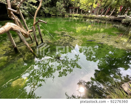池底也是圓形的,透明度高的出原弁天池, 池底也是圓形的,透明度高的出原弁天池, 92276360