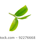 Green tea leaf isolated on white background. 92276668