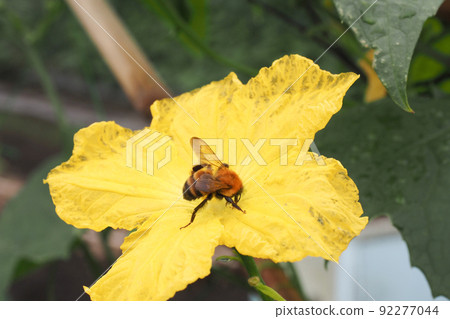 黃瓜花和木匠蜜蜂 92277044