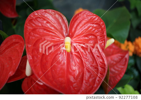 觀賞植物花紅掌達科他 觀賞植物花紅掌達科他 92277108