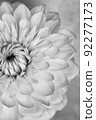 Dahlia close-up black and white photo 92277173