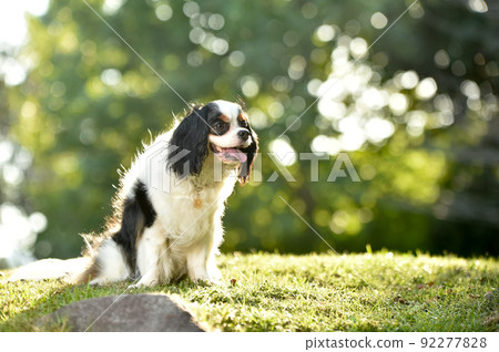 Cavalier in nature Cavalier in nature 92277828
