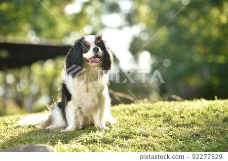 Cavalier in nature Cavalier in nature 92277829