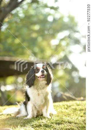 Cavalier in nature 92277830