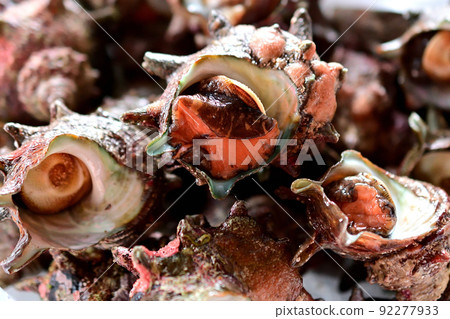 Turban shell was caught 92277933