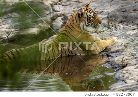 full shot of wild adult female bengal tiger or tigress resting in natural water source to cool down her body in humid environment at ranthambore national park forest rajasthan india - panthera tigris full shot of wild adult female bengal tiger or tigress resting in natural water source to cool down her body in humid environment at ranthambore national park forest rajasthan india - panthera tigris 92278007