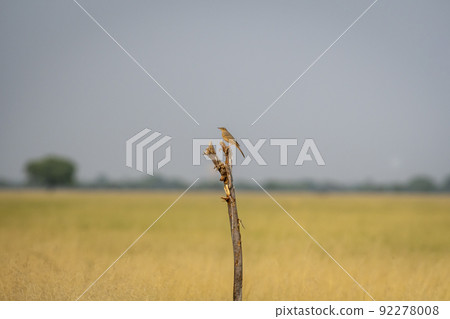 long billed or brown rock pipit or Anthus similis bird perched during winter migration at tal chhapar sanctuary churu rajasthan india asia long billed or brown rock pipit or Anthus similis bird perched during winter migration at tal chhapar sanctuary churu rajasthan india asia 92278008