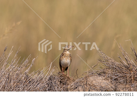 tawny pipit bird portrait during winter migration at tal chhapar india - Anthus campestris tawny pipit bird portrait during winter migration at tal chhapar india - Anthus campestris 92278011