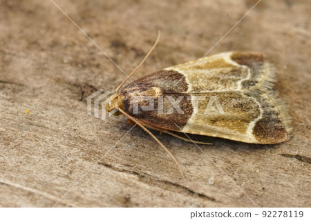 Closeup on the colorful Meal Moth , Pyralis farinalis sitting on wood 92278119