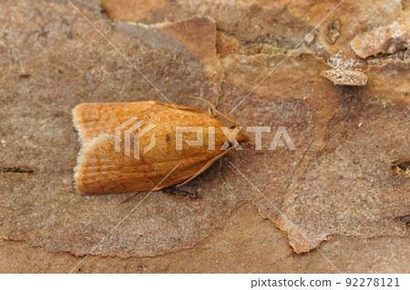 Closeup on the small and orange privet tortrix, Clepsis consimilana sitting on wood 92278121