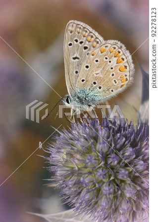 Vertical closeup on a Icarus blue butterfly, Polyommatus icarus on a purple Coastal Eryngo flower 92278123