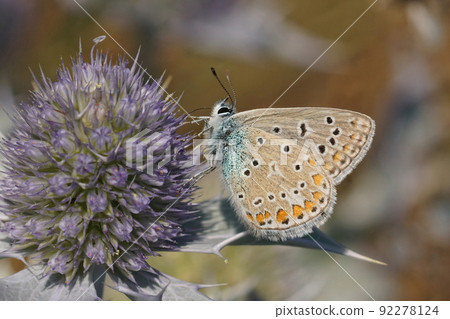 Closeup on a Icarus blue butterfly, Polyommatus icarus on a purple Coastal Eryngo, Eryngium maritimum, flower 92278124