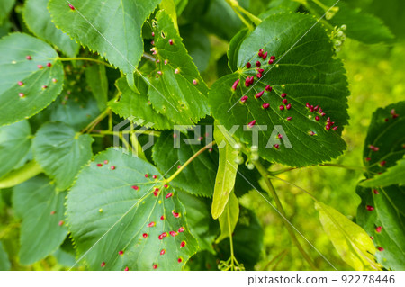 Lime nail gall caused by red nail gall mite Eriophyes tiliae on the leaves of common lime. 92278446
