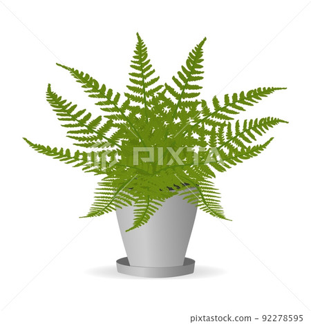 Fern plant leaves in a pot.Vector cartoon illustration 92278595