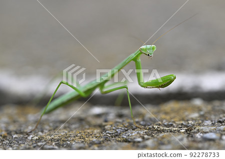 Mantis Mantis 92278733