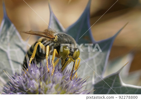 Closeup of a large European sand wasp , Bembis rostrata drinking nectar from a blue Eryngium maritimum flower at the coast side Closeup of a large European sand wasp , Bembis rostrata drinking nectar from a blue Eryngium maritimum flower at the coast side 92278800