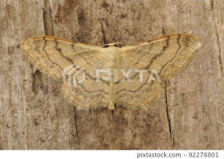 Closeup on the Riband Wave geometer moth, Idaea aversata, sitting with open wings 92278801