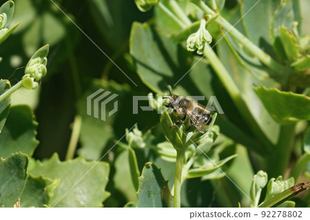 Closeup on a male Willughby's leafcutter bee, Megachile willughbiella, sitting on a green leaf in the garden Closeup on a male Willughby's leafcutter bee, Megachile willughbiella, sitting on a green leaf in the garden 92278802