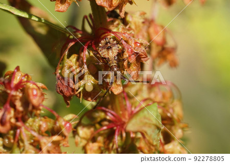 Closeup on a rusty brown nymp instar of the Dock bug, Coreus marginatus, well camouflaged between the brown Rumex leafs Closeup on a rusty brown nymp instar of the Dock bug, Coreus marginatus, well camouflaged between the brown Rumex leafs 92278805