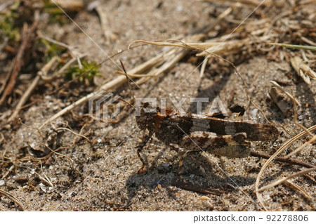 Closeup on a blue-winged grasshopper, Oedipoda caerulescens, on the sand in the Belgian dunes Closeup on a blue-winged grasshopper, Oedipoda caerulescens, on the sand in the Belgian dunes 92278806