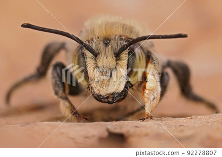 Facial closeup on a green-eyed male, Coast leafcutter bee, Megachile maritima Facial closeup on a green-eyed male, Coast leafcutter bee, Megachile maritima 92278807