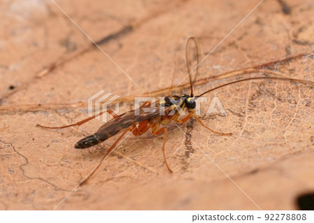 Closeup on the rare ichneumonid wasp, Lissonota pleuralis Closeup on the rare ichneumonid wasp, Lissonota pleuralis 92278808