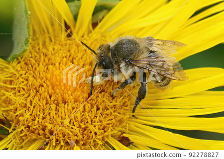 Closeup on a male, Coast leafcutter bee, Megachile maritima on a yellow Inula flower Closeup on a male, Coast leafcutter bee, Megachile maritima on a yellow Inula flower 92278827