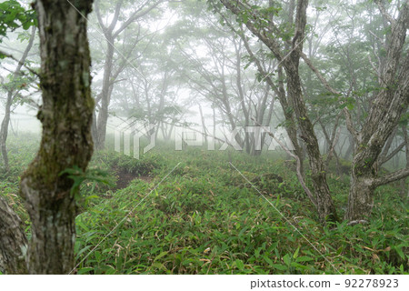 晨霧噴發的霧峰高原 晨霧噴發的霧峰高原 92278923