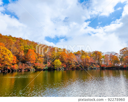 Autumn leaves of Sennin Pond (Sasagamine Plateau) 92278960