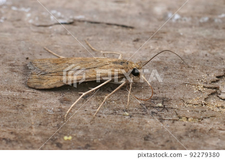 Closeup on the brown Rush veneer moth, Nomophila noctuella sitting on wood 92279380