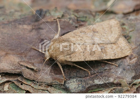 Closeup on an Uncertain owlet moth, Hoplodrina octogenaria sitting on wood Closeup on an Uncertain owlet moth, Hoplodrina octogenaria sitting on wood 92279384