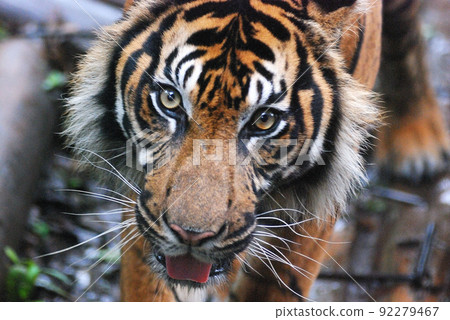 A tiger with a sharp eye A tiger with a sharp eye 92279467