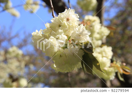 Spring flowers / double-flowered "turmeric" (cherry variety) Spring flowers / double-flowered "turmeric" (cherry variety) 92279594