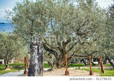 Olive logs Olive logs 92279620