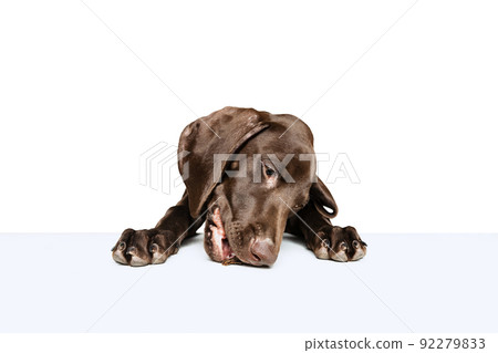 Studio shot of beautiful, purebred dog, weimaraner posing, eating feed isolated over white background 92279833