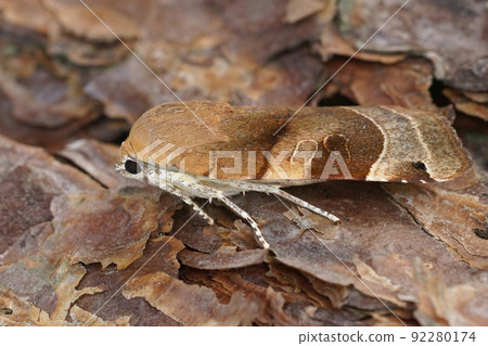 Detailed closeup on a Broad-bordered, Yellow Underwing moth, Noctua fimbriata sitting on wood Detailed closeup on a Broad-bordered, Yellow Underwing moth, Noctua fimbriata sitting on wood 92280174