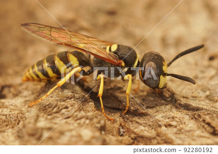 Closeup on the European beewolf or the bee-eating Philanthus triangulum sitting on wood 92280192