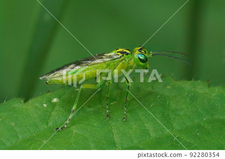 Closeup on a green sawfly , Rhogogaster chlorosoma sitting on a leaf 92280354
