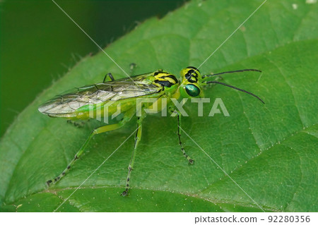 Closeup on a green sawfly , Rhogogaster chlorosoma sitting on a leaf 92280356