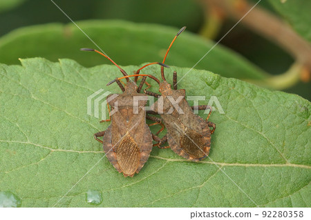 Closeup on 2 adult speckled brown herbivorous Dock bug, Coreus marginatus, sitting on a leaf 92280358