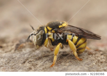 Closeup on an isolated male of the small, yelow European rotund resin bee, Anthidiellum strigatum Closeup on an isolated male of the small, yelow European rotund resin bee, Anthidiellum strigatum 92280366