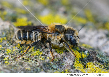 Closeup on a blue- eyed female of the rare Tridentate Small-Mason bee, Hoplitis tridentata Closeup on a blue- eyed female of the rare Tridentate Small-Mason bee, Hoplitis tridentata 92280369