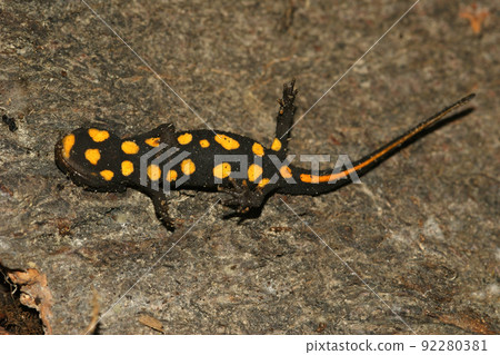 Closeup on the red spotted belly of a juvenile Hongkong warty newt , Paramesotriton hongkongensis Closeup on the red spotted belly of a juvenile Hongkong warty newt , Paramesotriton hongkongensis 92280381