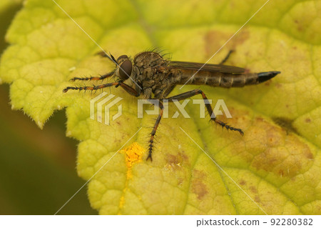 Closeup on a Brown Heath Robberfly, Tolmerus cingulatus, sitting on a green leaf 92280382