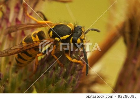 Closeup on a worker Common European wasp, Vespula vulgaris siting on top of a thistle 92280383
