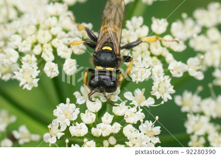 Closeup on a female Crabro cribarius, feeding on white flowers of Wild carrot , Daucus carota Closeup on a female Crabro cribarius, feeding on white flowers of Wild carrot , Daucus carota 92280390